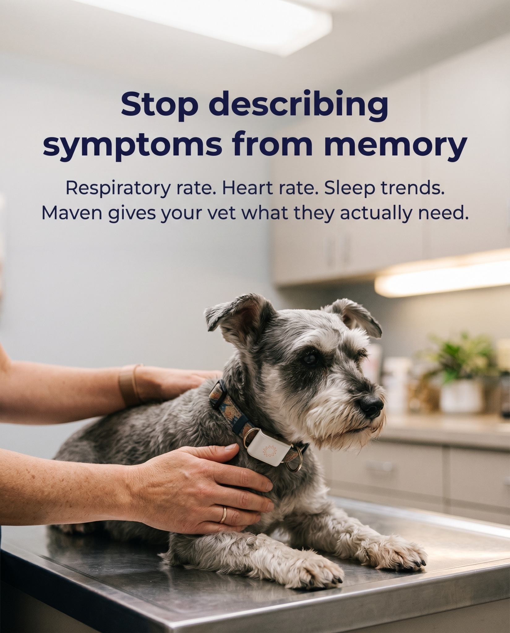 Maven Pet Facebook ad