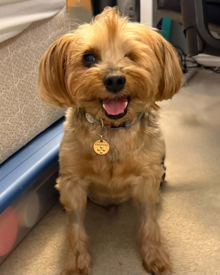 NHV Natural Pet Products Facebook ad: That face… you can’t help but stop and…