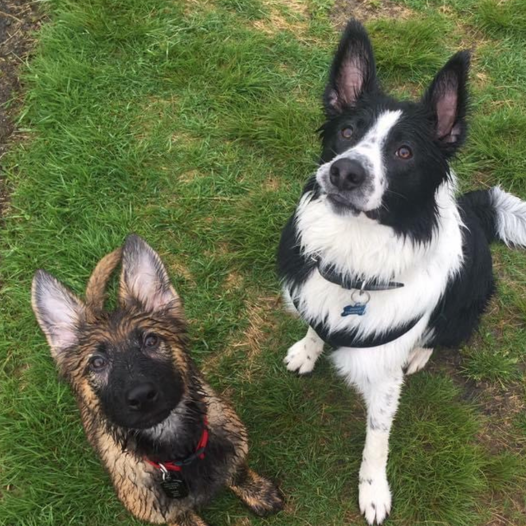 SpiritDog Training Facebook ad