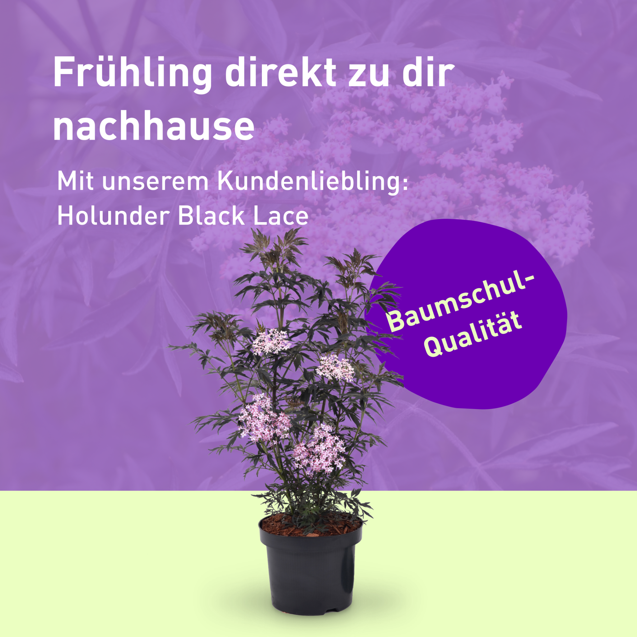 Plantura Facebook ad