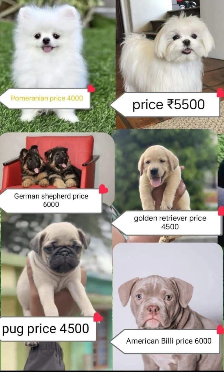 Dog lover puppy sell Facebook ad from Mar 31, 2026