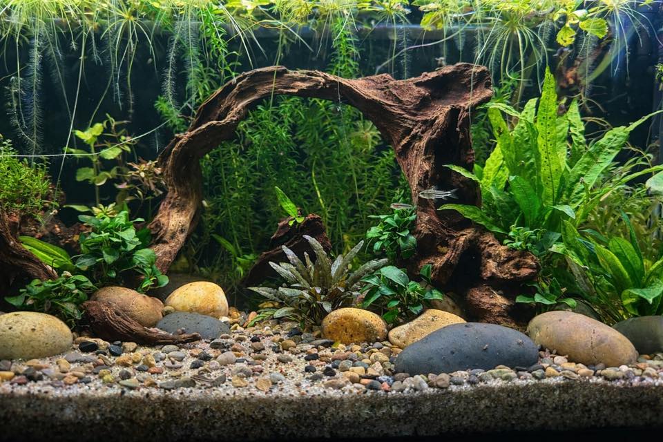 Imperial Tropicals Facebook ad