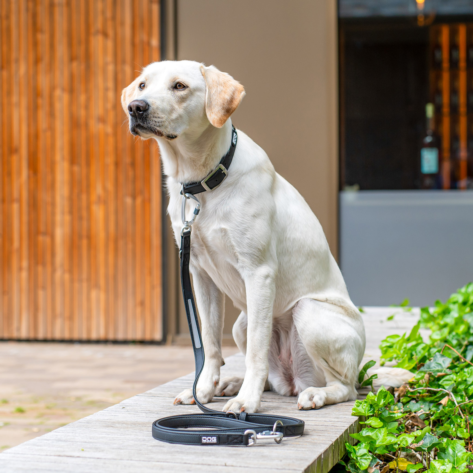 DOG Copenhagen Facebook ad