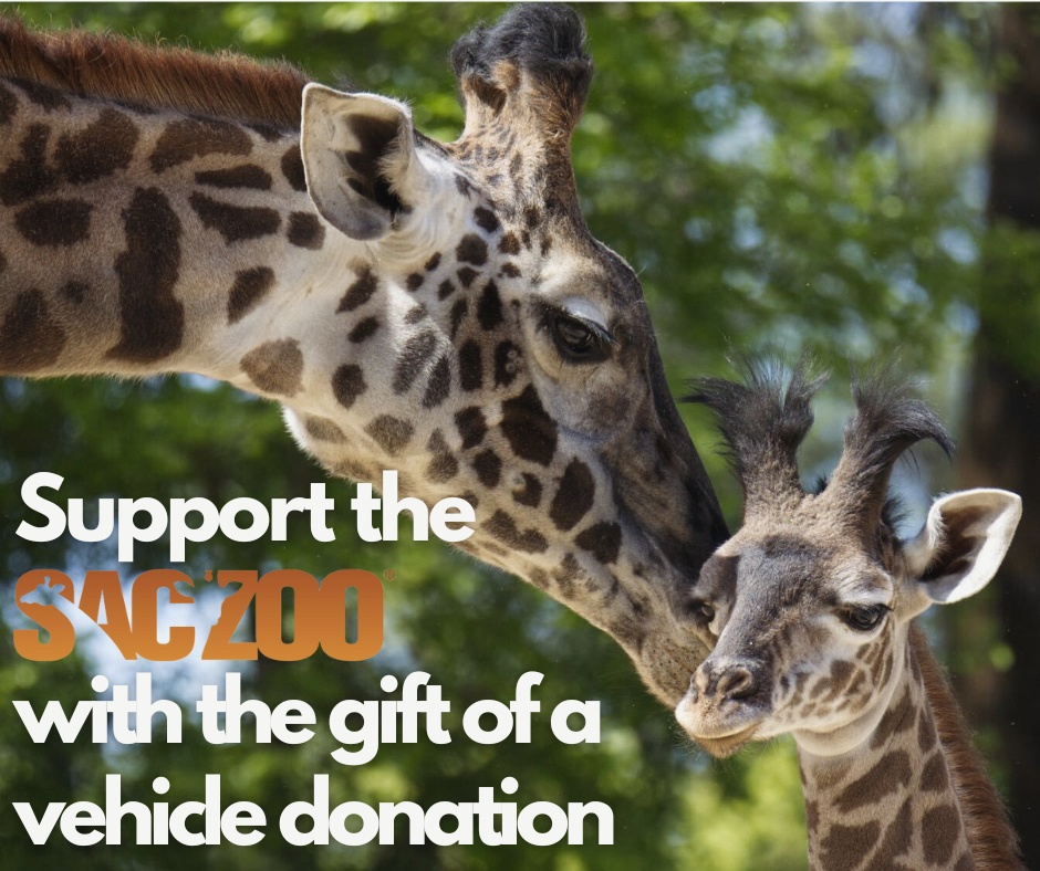 Sacramento Zoo Facebook ad: Donate your car!