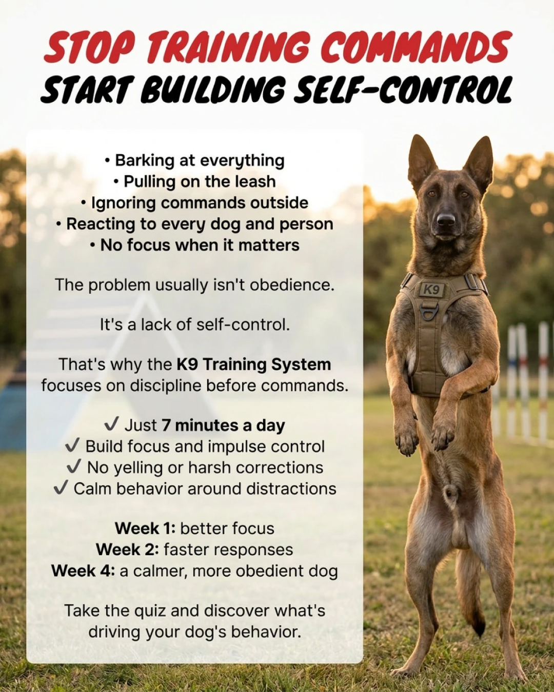 1st Dog Training Club Facebook ad