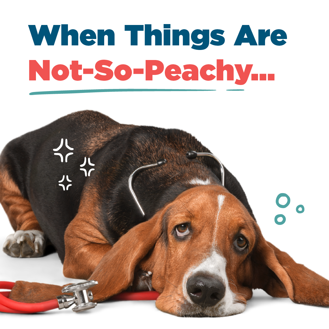 Alpharetta Veterinary Specialty & Emergency Facebook ad: In a pet emergency, knowing where to go…