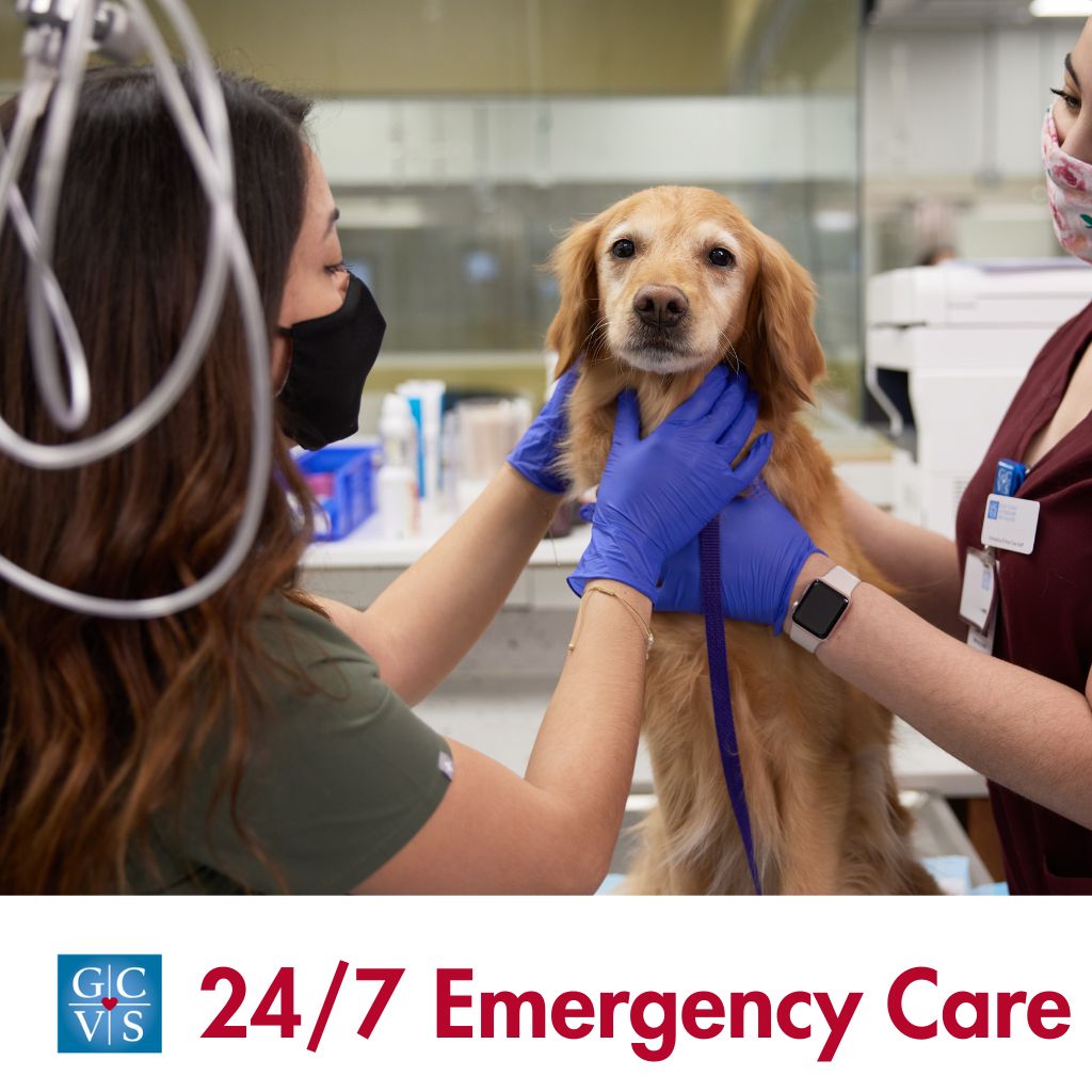 Gulf Coast Veterinary Specialists Facebook ad