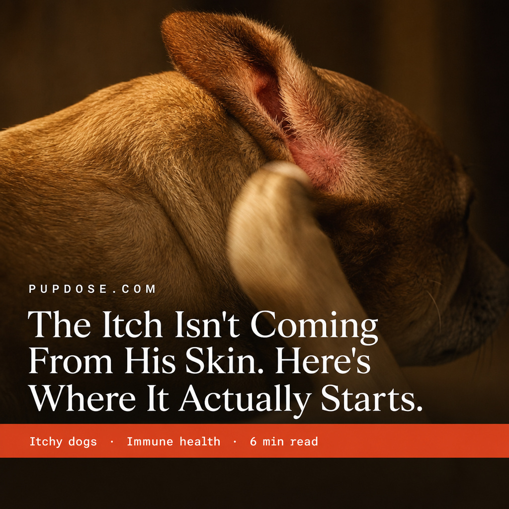 Healthy Dog Reviews Facebook ad: Read This Before You Buy Another Anti-Itch Spray