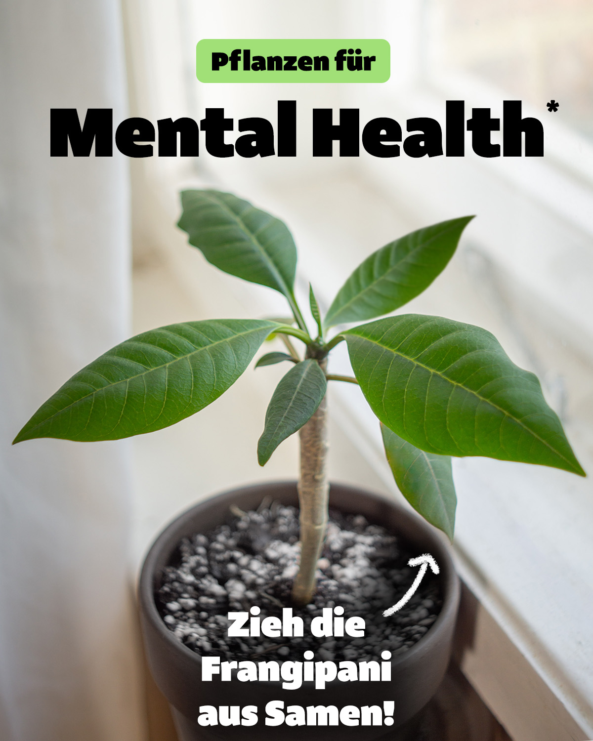 Pflanzpaket Facebook ad