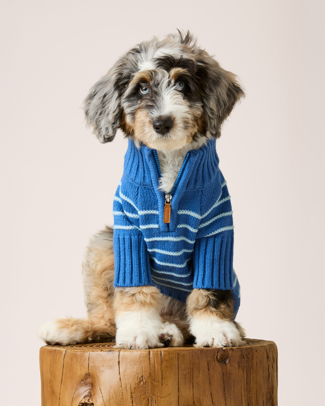 The Foggy Dog Facebook ad