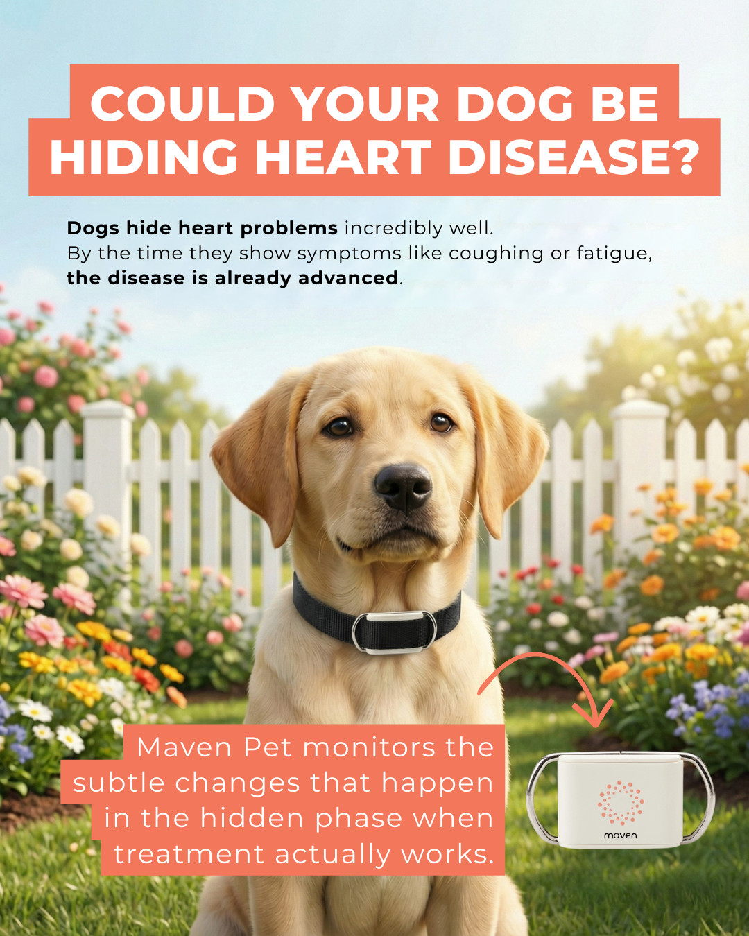 Maven Pet Facebook ad
