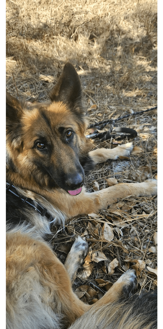 Emma Collins Facebook ad: Read this if your dog ate something toxic