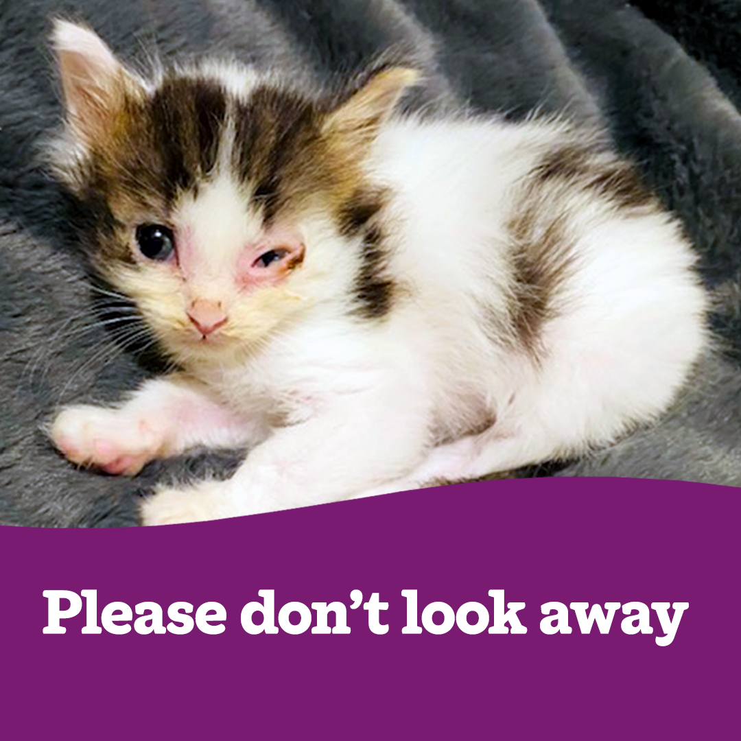 Cats Protection Facebook ad