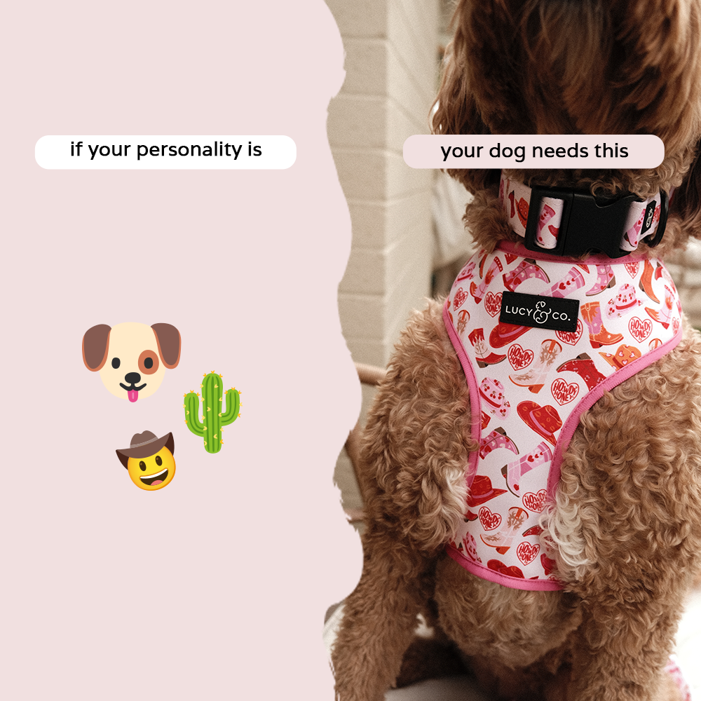 Lucy & Co. Facebook ad