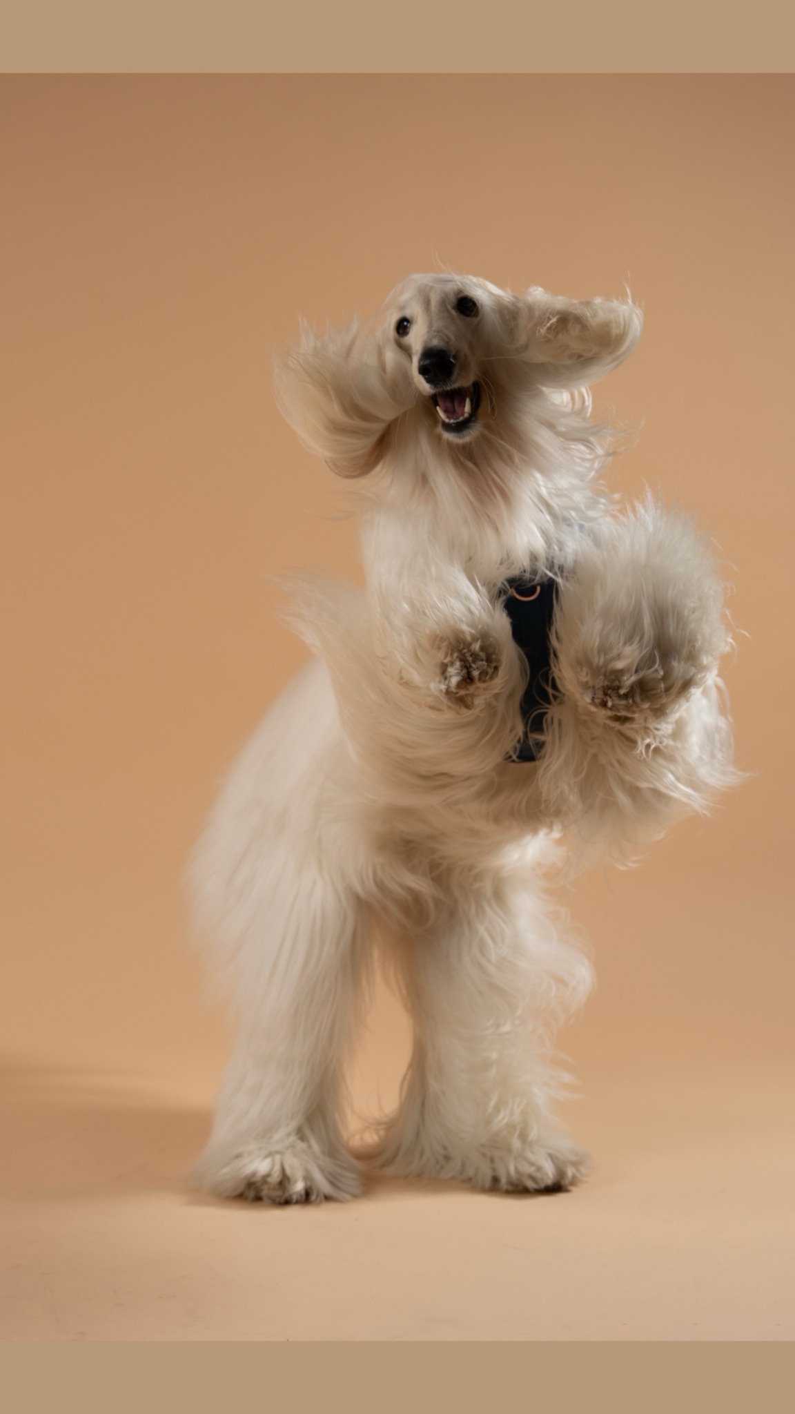 Dogistry Facebook ad