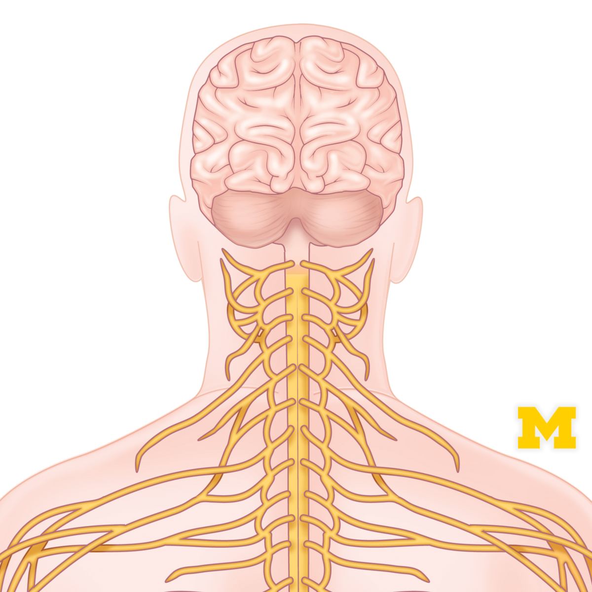 Michigan Online Facebook ad
