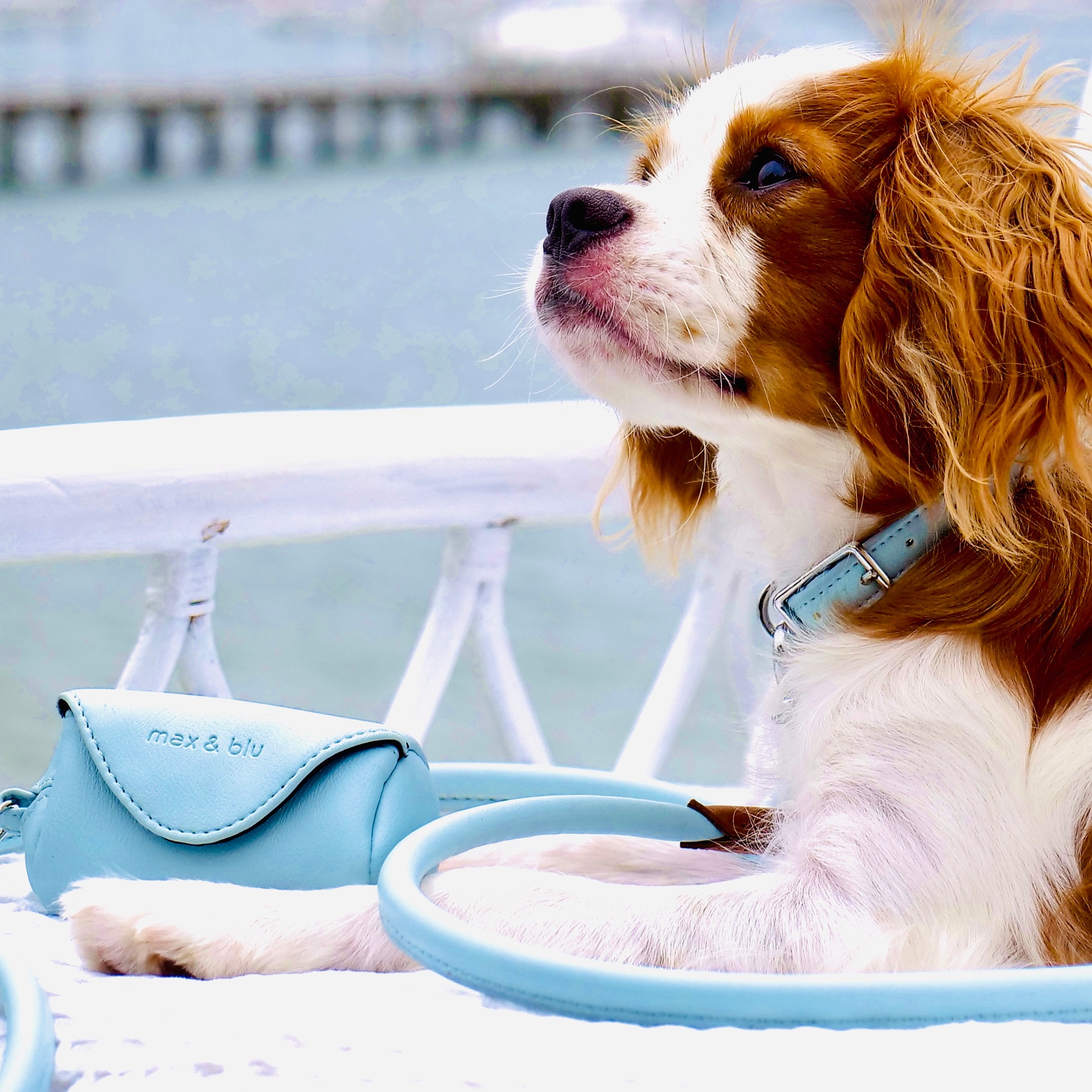 Jodie Johnson Facebook ad: Premium Dog Brand + Inventory Opportunity