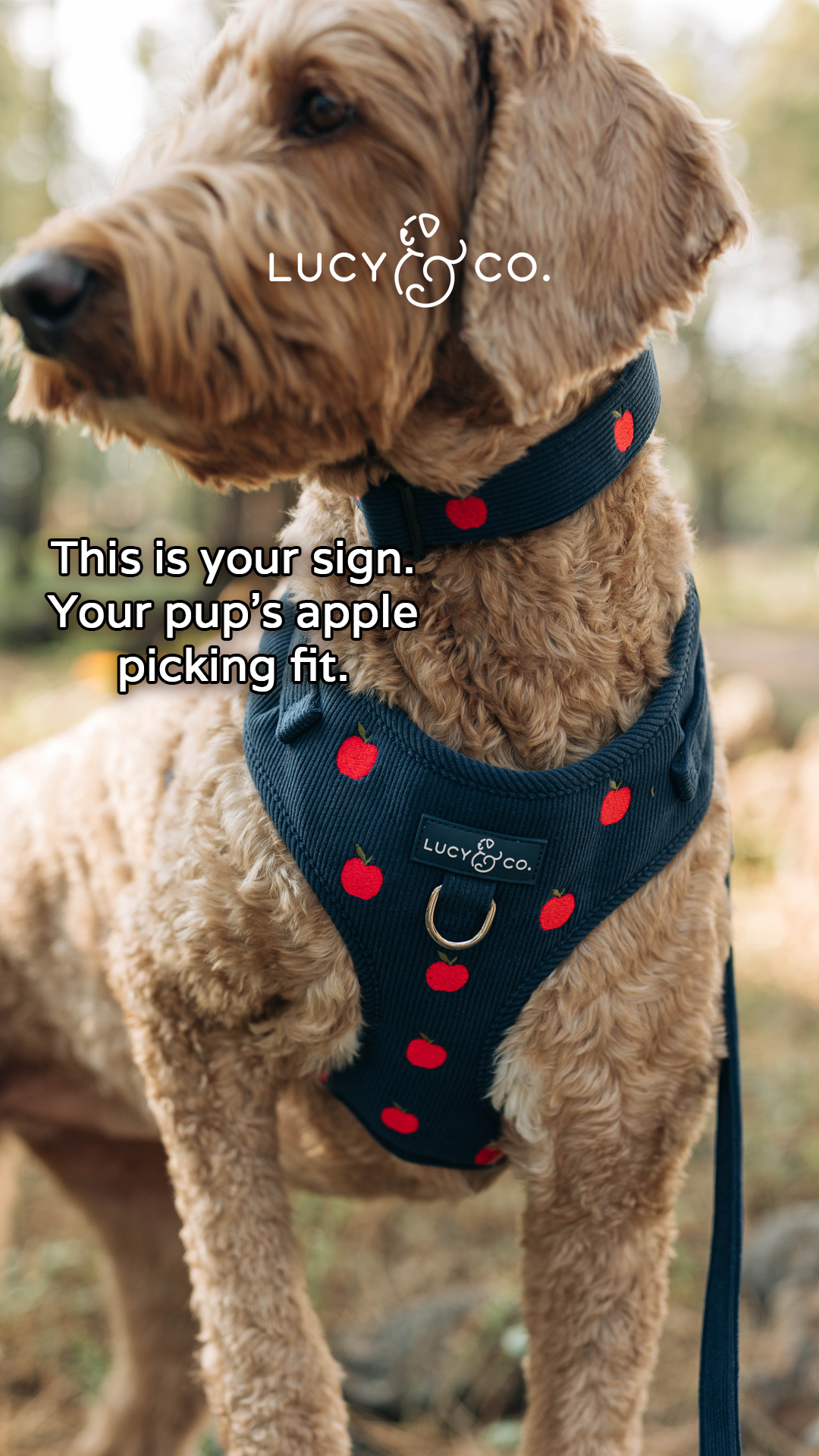 Lucy & Co. Facebook ad