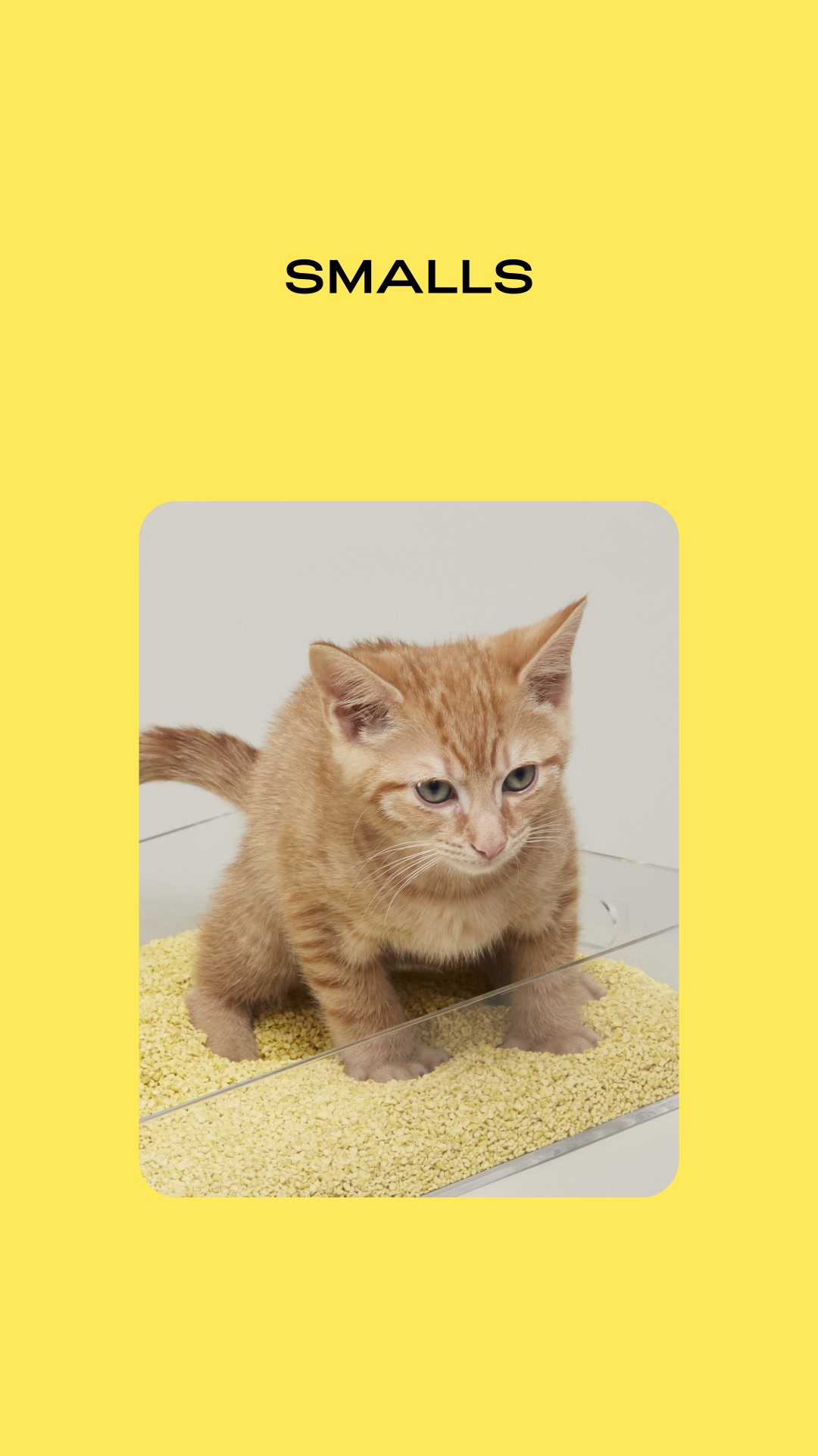 Smalls Facebook ad: Human-Grade Fresh Cat Food
