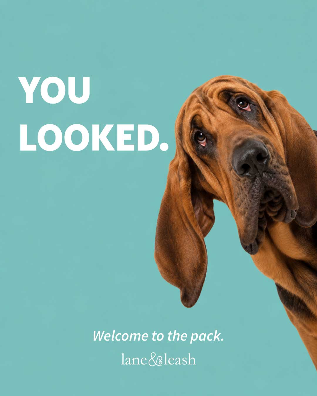 Lane&Leash Facebook ad