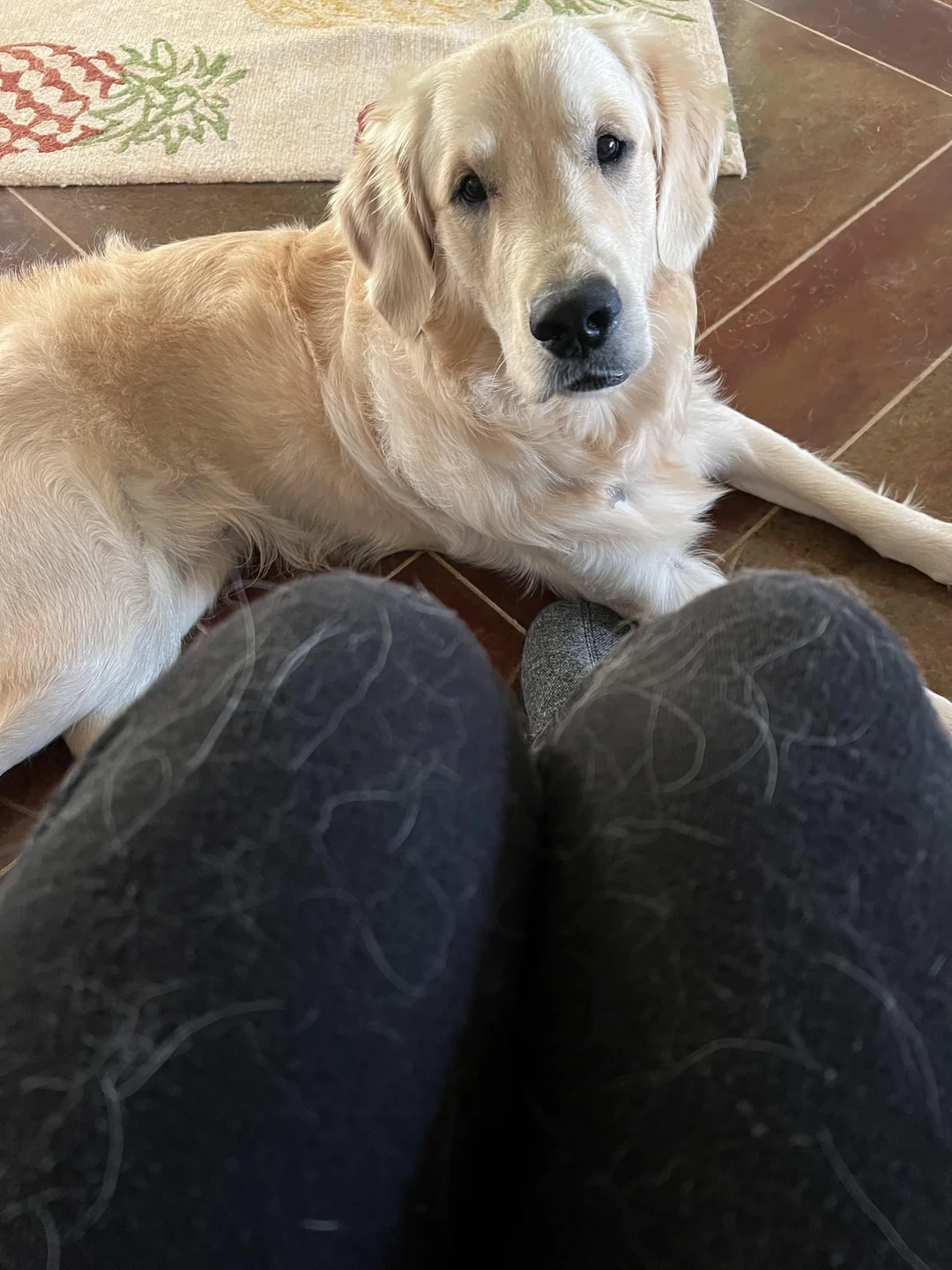 Dog Parent Confessions Facebook ad: Read this if you own a golden retriever