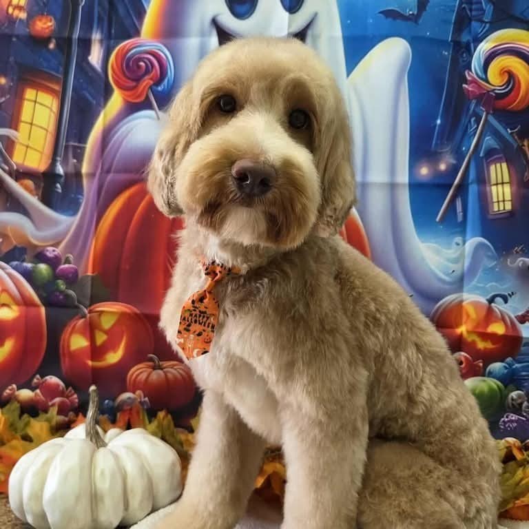 Pretty Paws Pet Spa Facebook ad