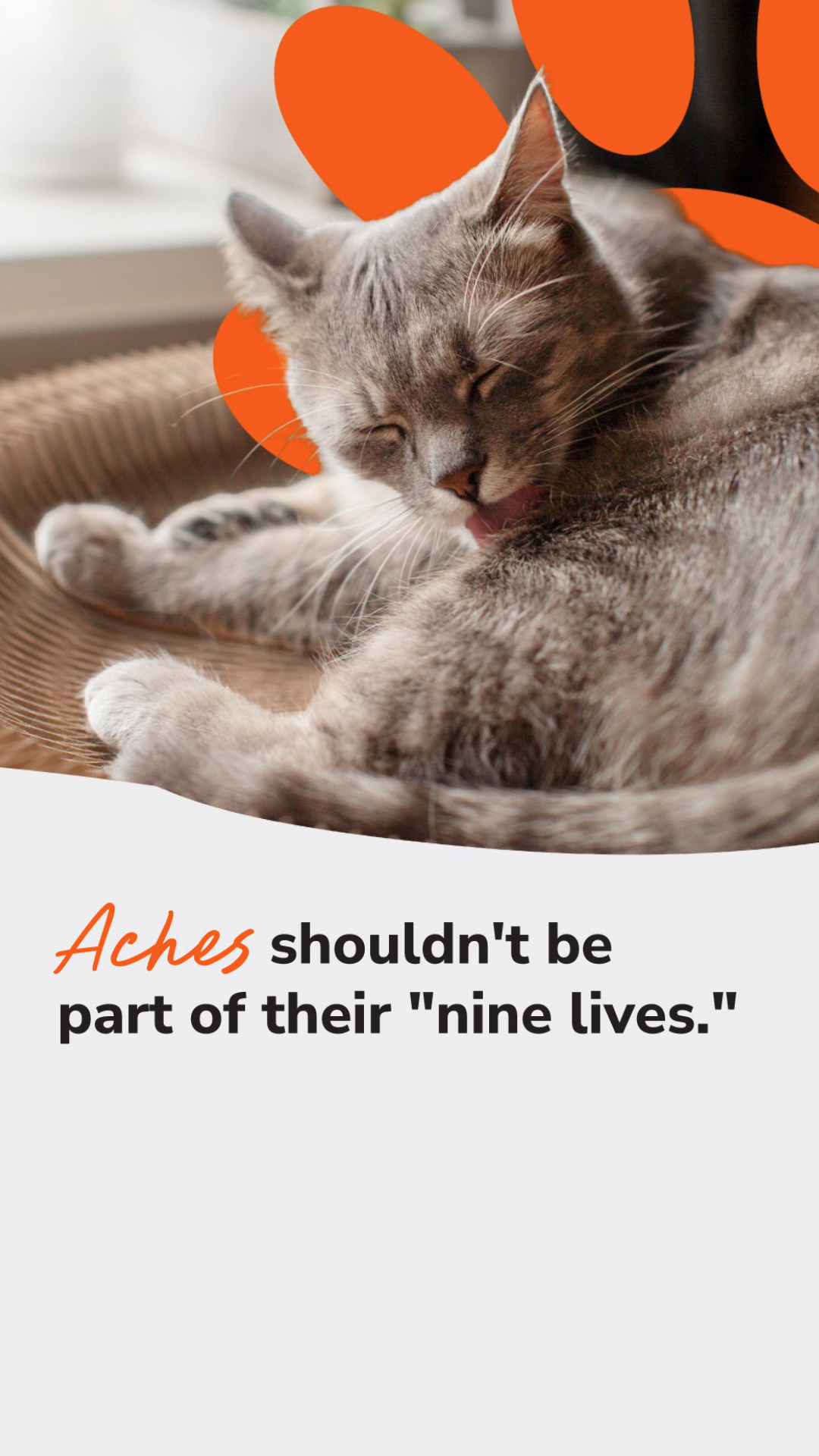 Arthritis Pet Facebook ad from Jun 17, 2026