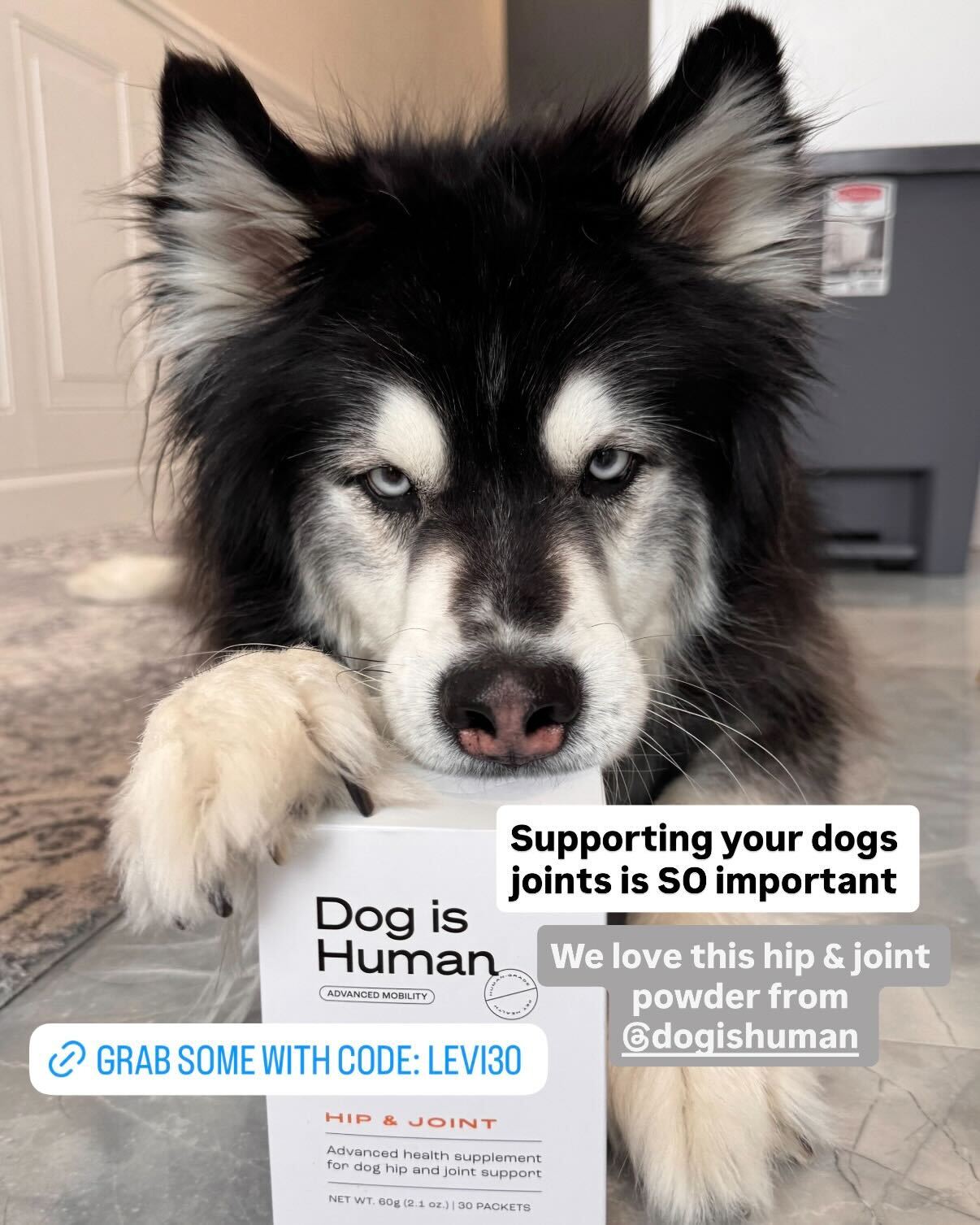 Dog is Human Facebook ad