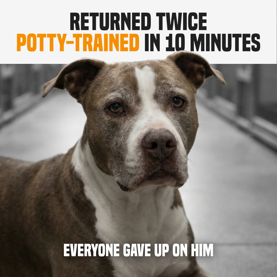 PuppyPad Facebook ad