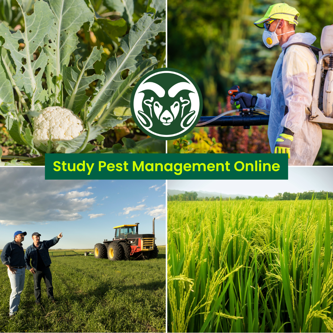 Colorado State University Online Facebook ad