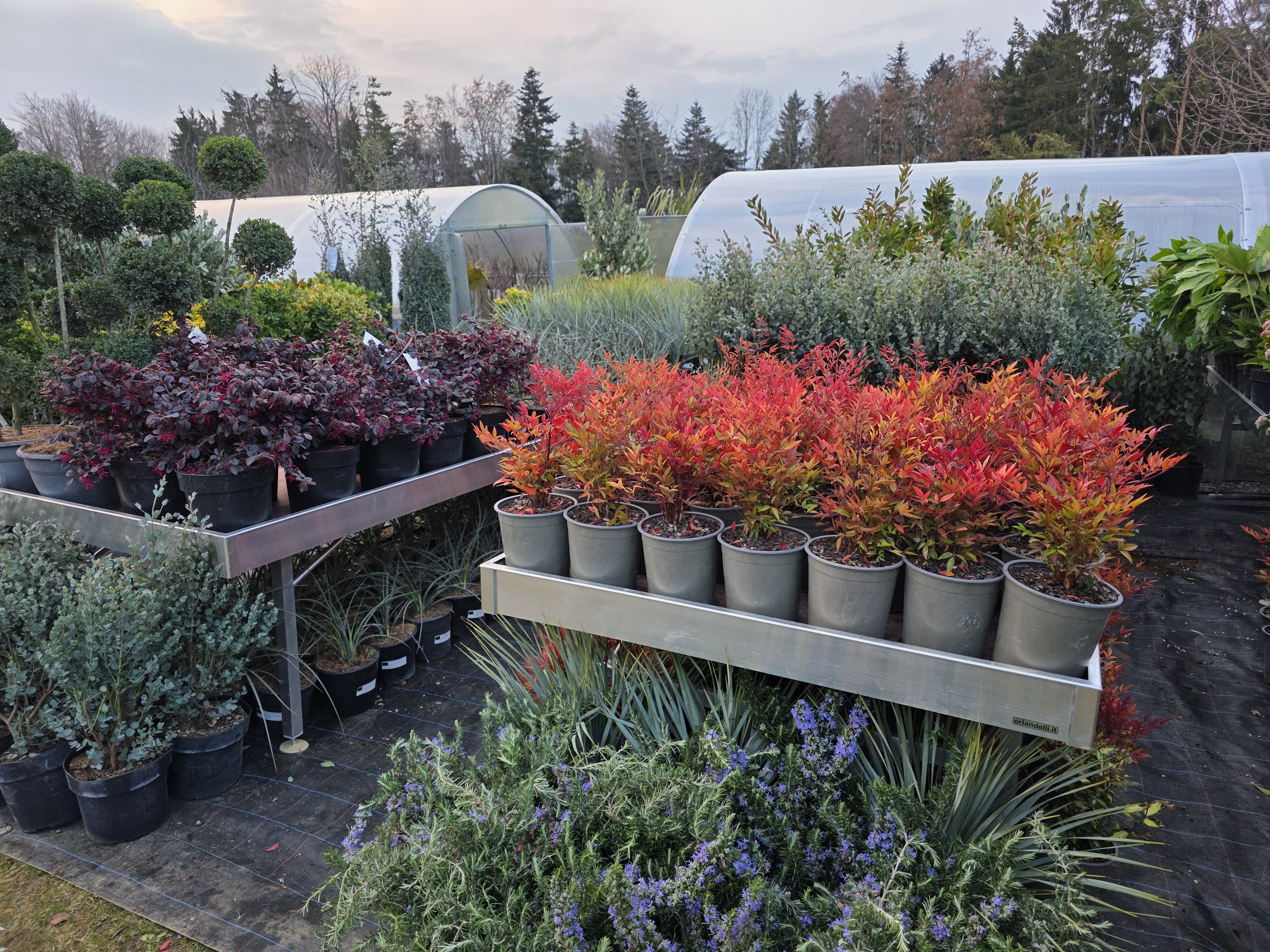 Pflanzando Facebook ad: Mediterranes Flair für deinen Garten