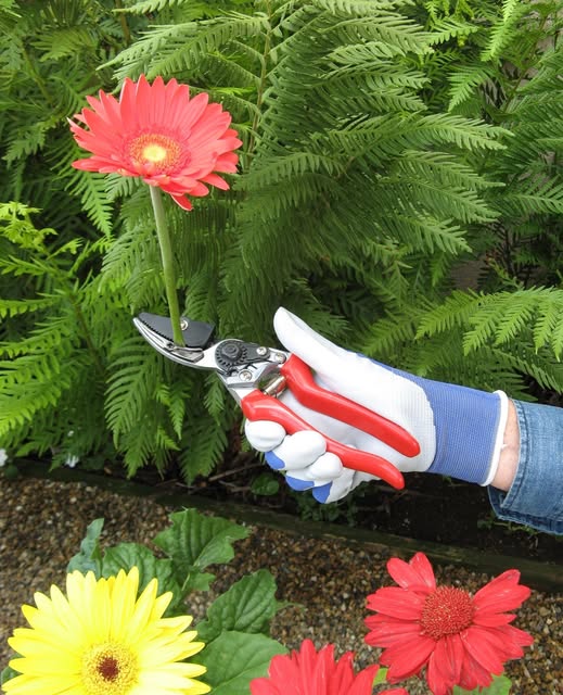 The Wildflower Seed & Tool Company Facebook ad