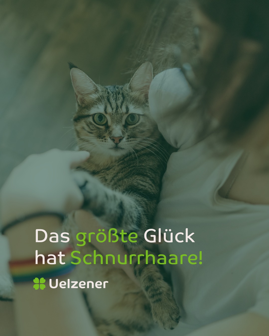Uelzener Versicherungen Facebook ad: Katze