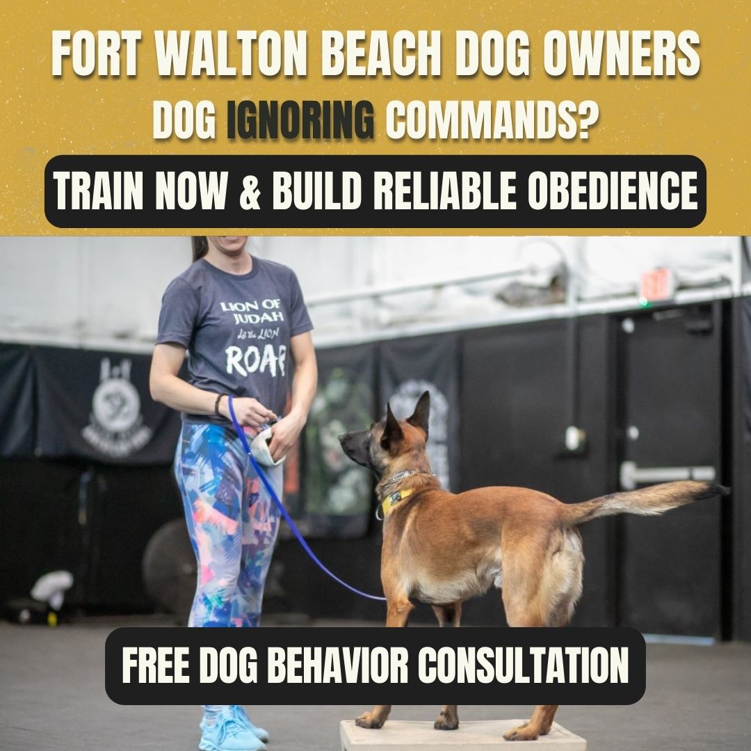 BTS K9 Dog Training Facebook ad