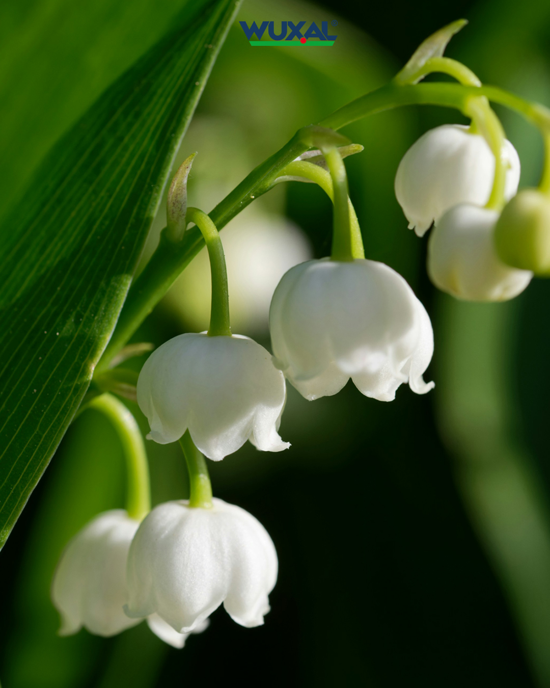 WUXAL Haus und Garten De Facebook ad