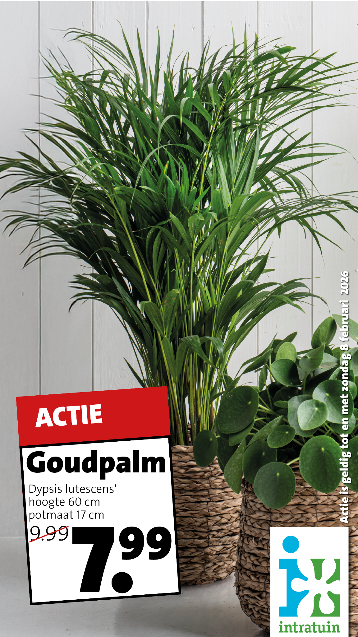 Intratuin Elst Facebook ad from Feb 2, 2026