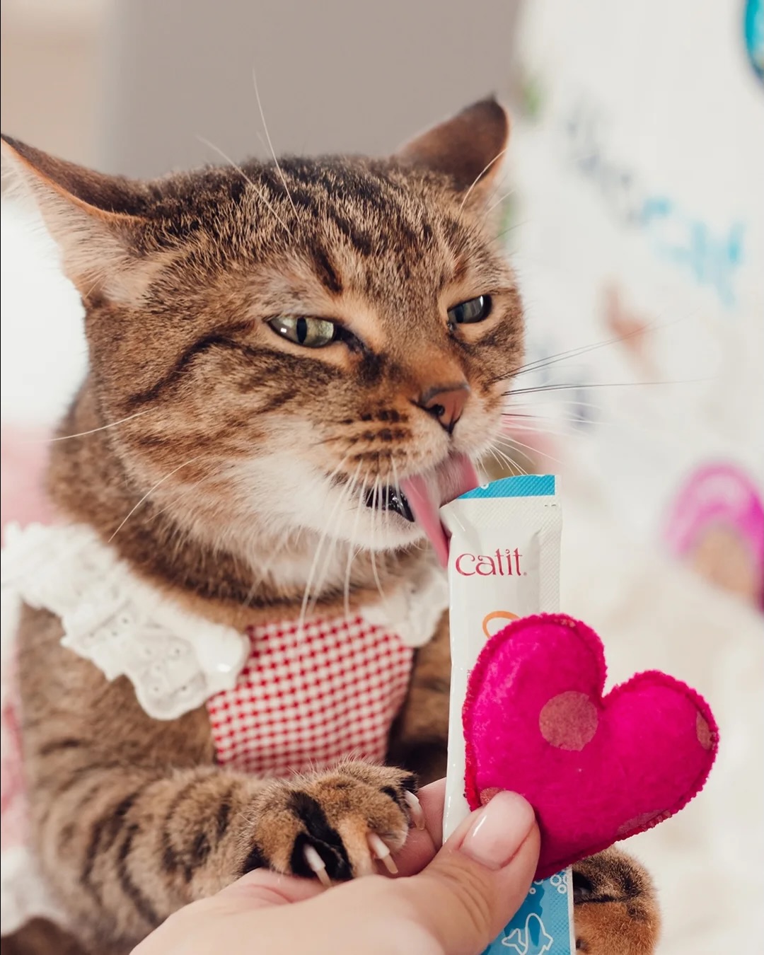 Cat it Facebook ad: Este San Valentin, el amor también se saborea…