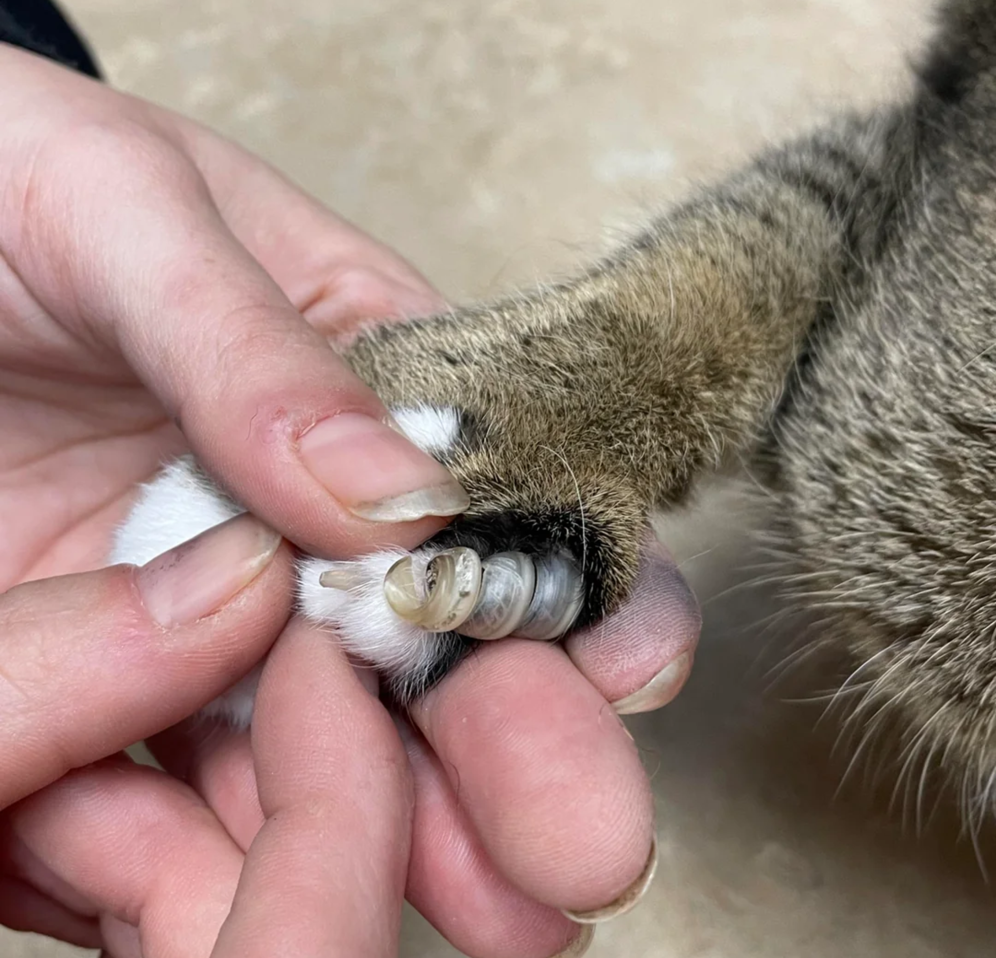 Vet Life Magazine Facebook ad