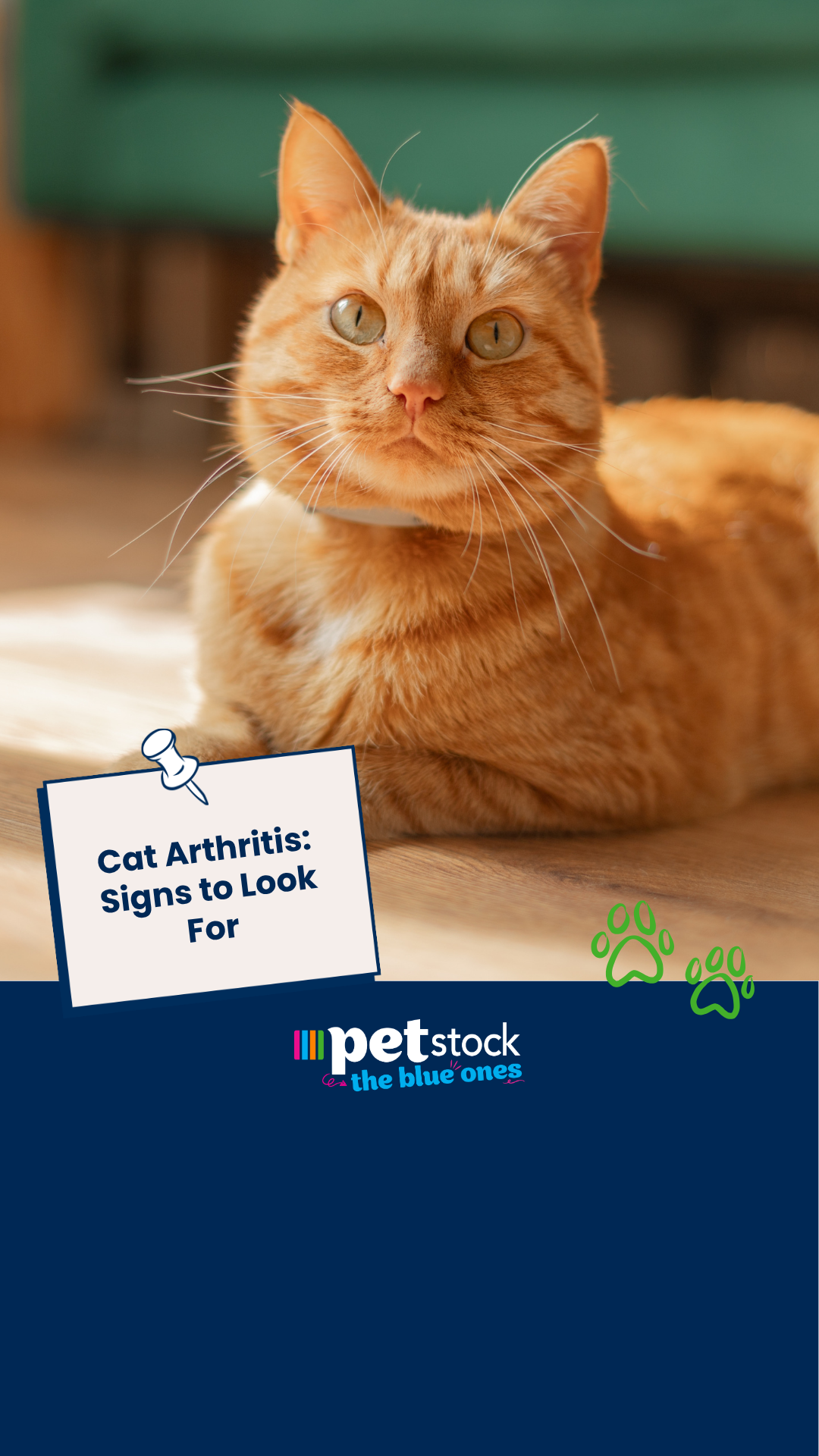 Petstock Facebook ad