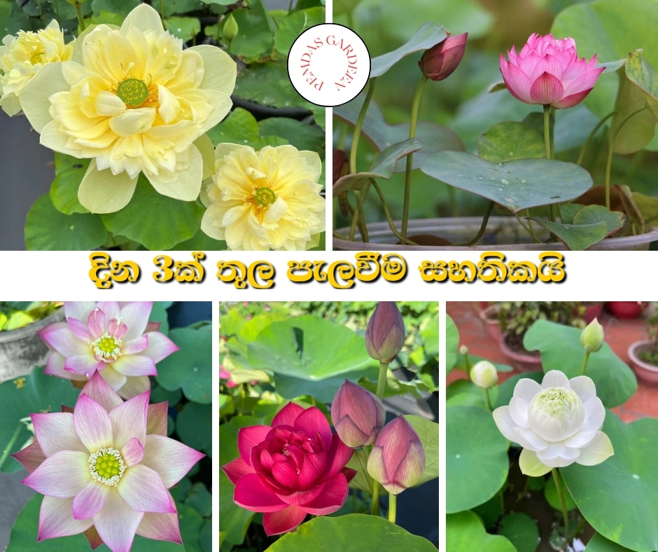 Pemdas Garden Facebook ad: ආනායනය කරන ලද බැන්කොක් කුරු නෙලුම් බීජ …