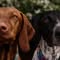Rae and Remi