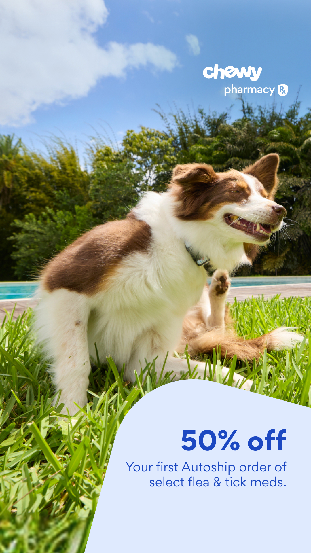Chewy Facebook ad