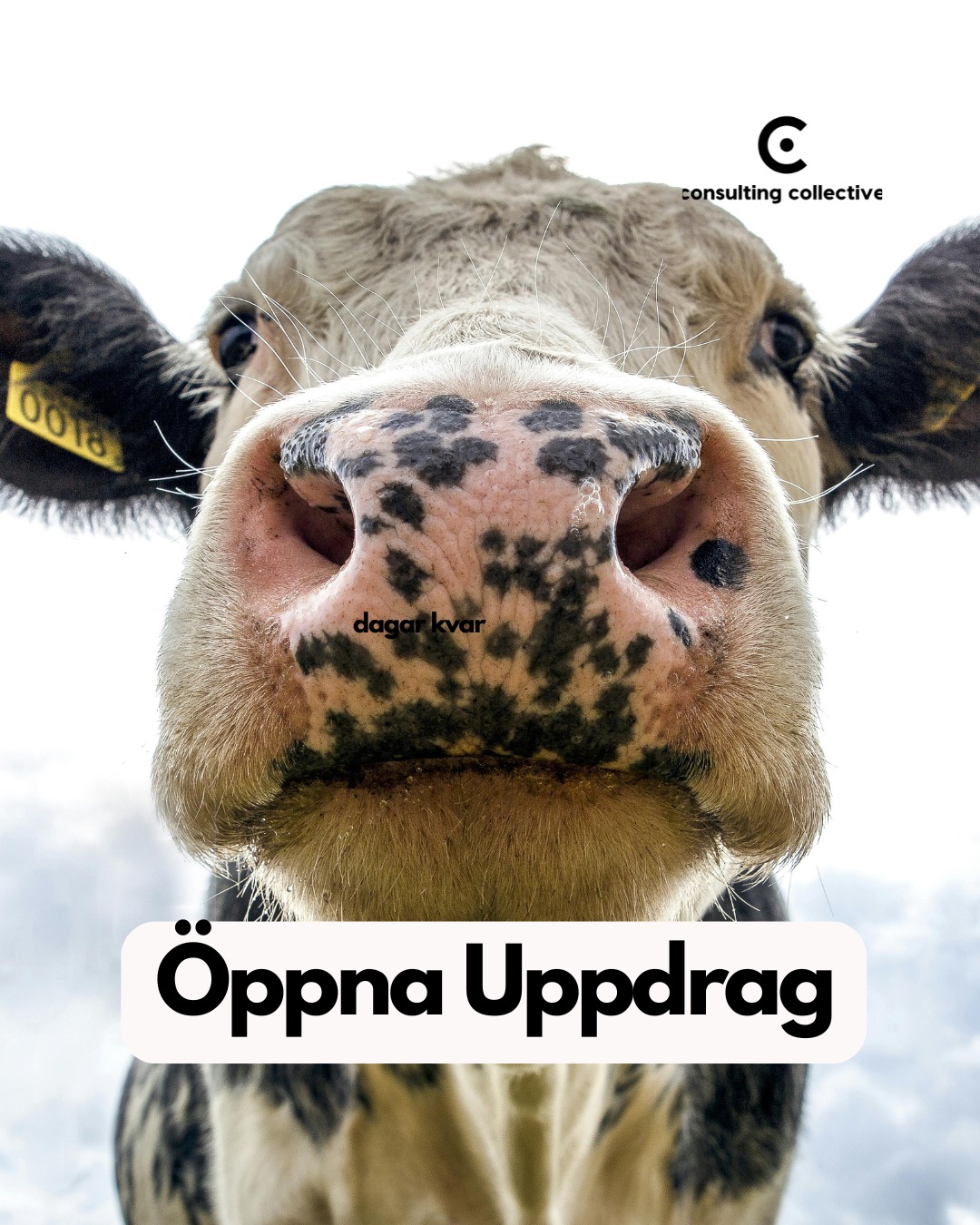 consulting_collective_sweden Facebook ad: Skolmjölkens dag! Uppdrag i listan märkta med är…