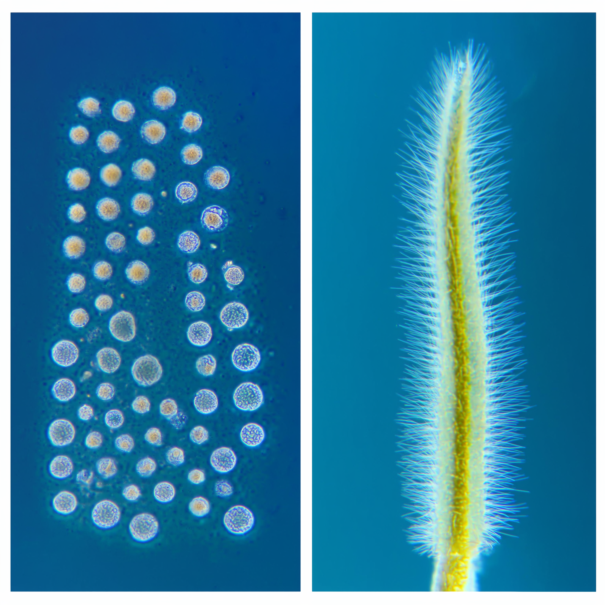Dr. Kevin Murphy, MD Facebook ad: The Shedding Phase Isn't Normal