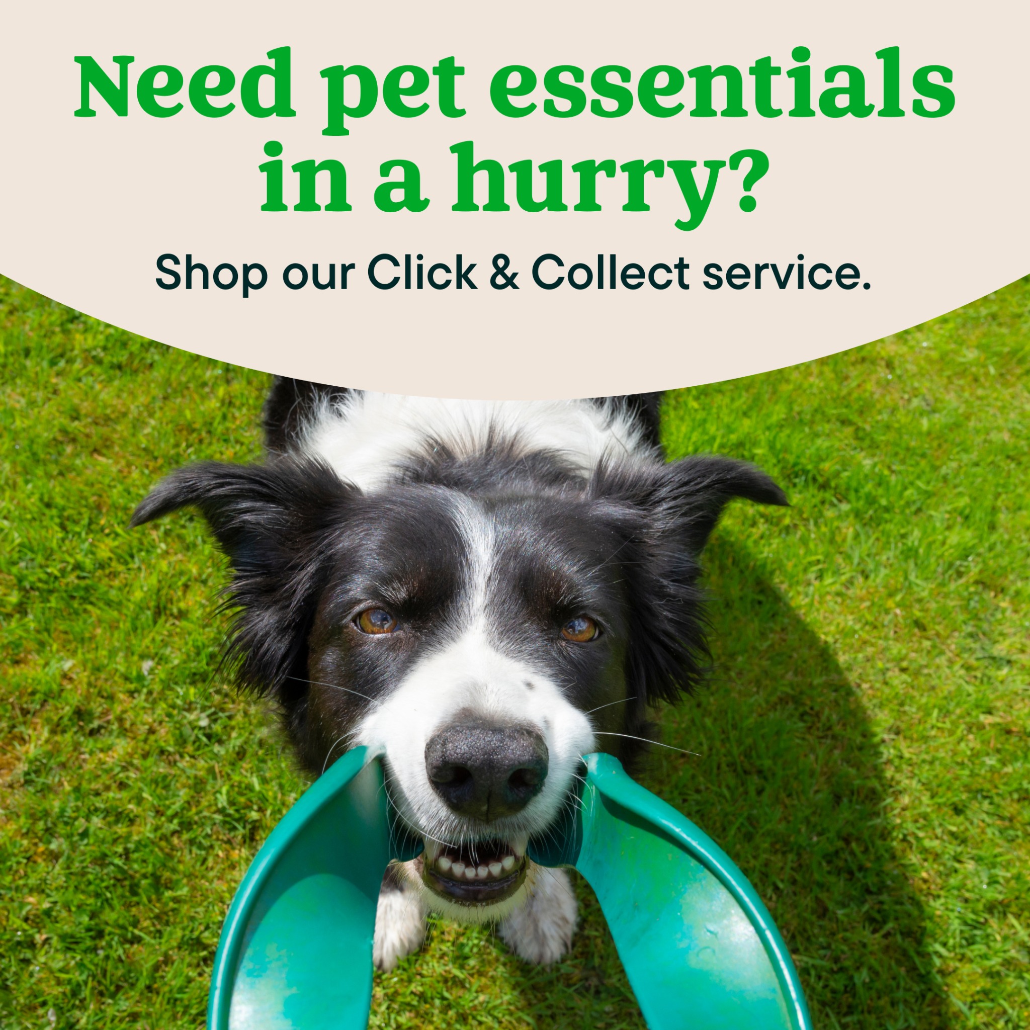 Pets UK Facebook ad: Click & Collect for easy pickup