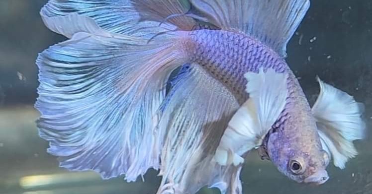 FISHY Bizniz FARM Facebook ad: learn various methods in fish and healthy pet…