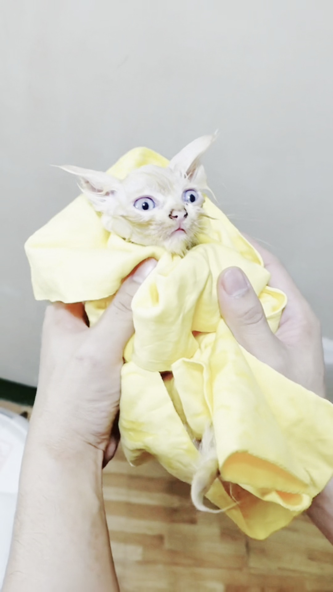 Saint Gertie Premium Cat Shampoo Facebook ad: Gentle Furdad Advice from Juan Pablo when it…