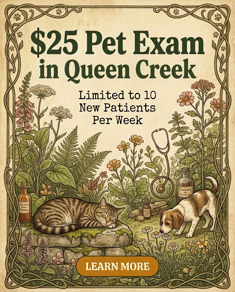 Revel Vet Facebook ad: $25 Pet Exam (New Clients Only)