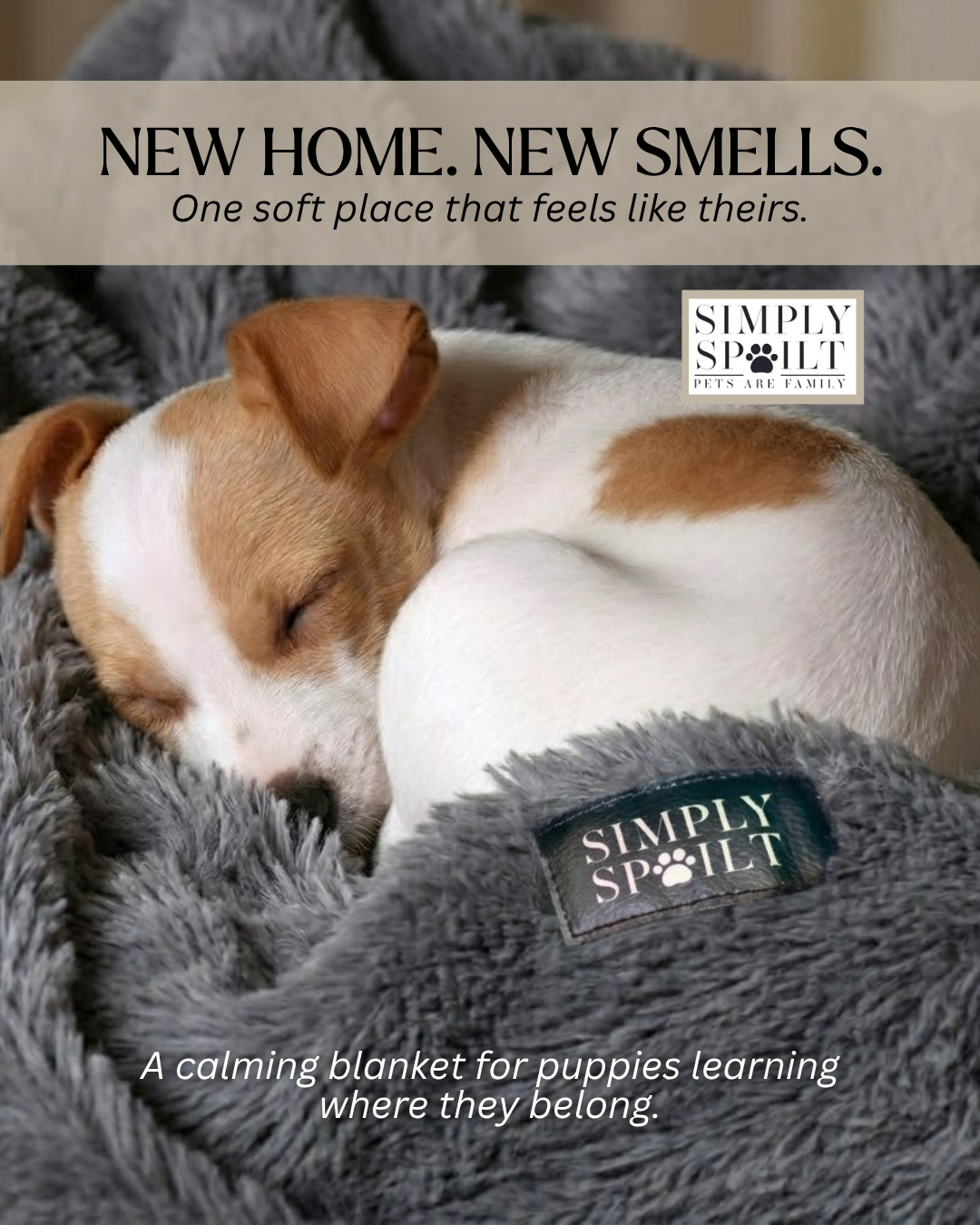 Simply Spoilt  - Luxury pet products Facebook ad