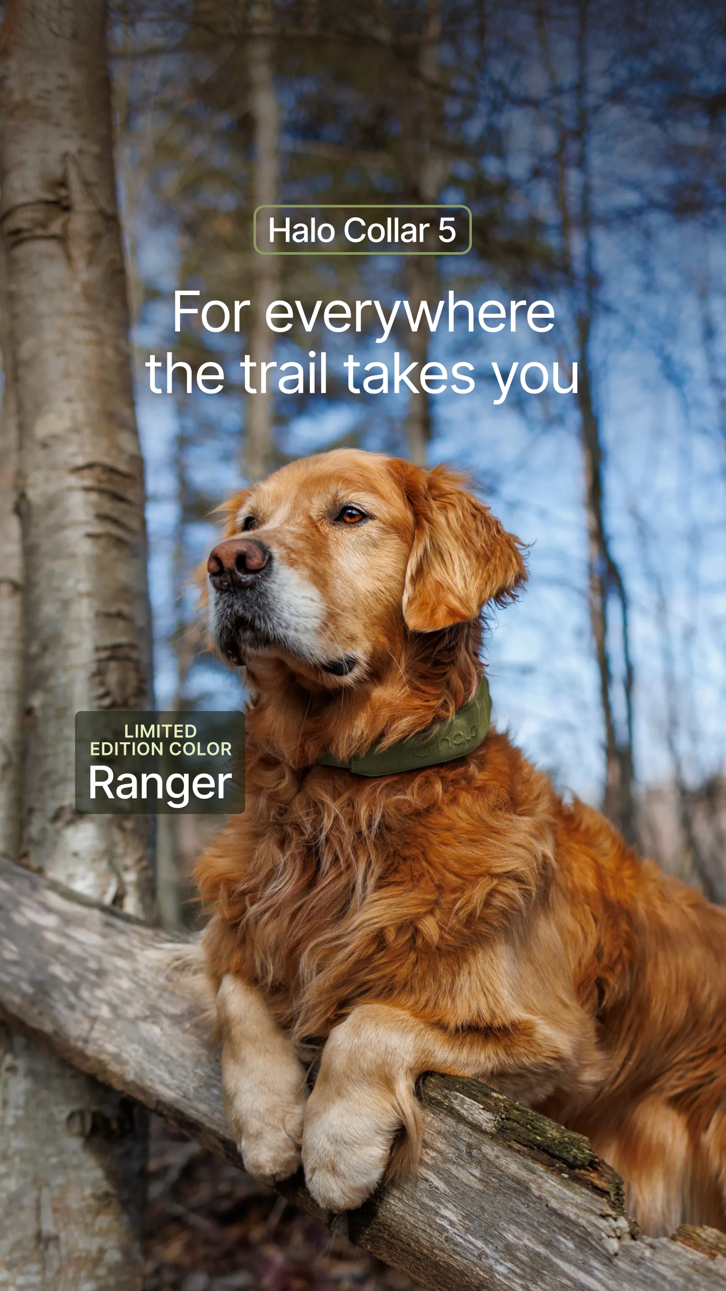 Halo Collar Facebook ad